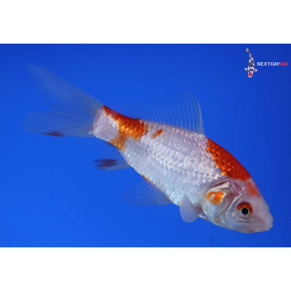 4.5” Imported Sarasa Comet