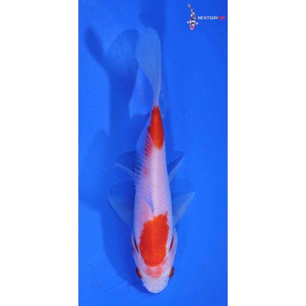 4.5” Imported Sarasa Comet