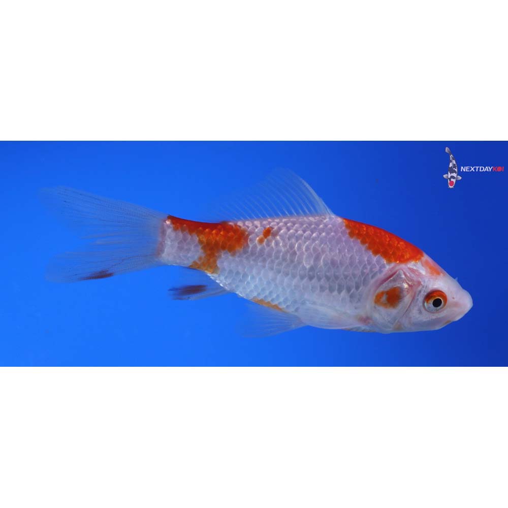 4.5” Imported Sarasa Comet