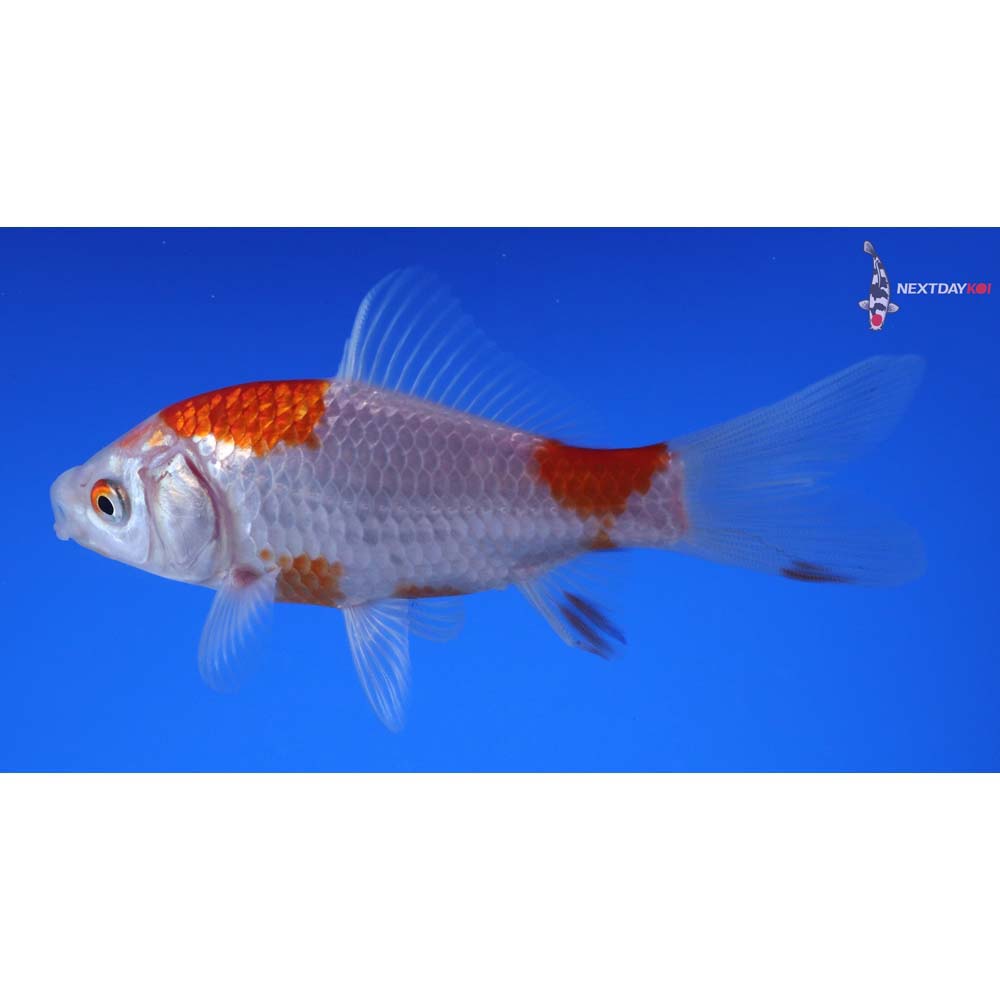 4.5” Imported Sarasa Comet