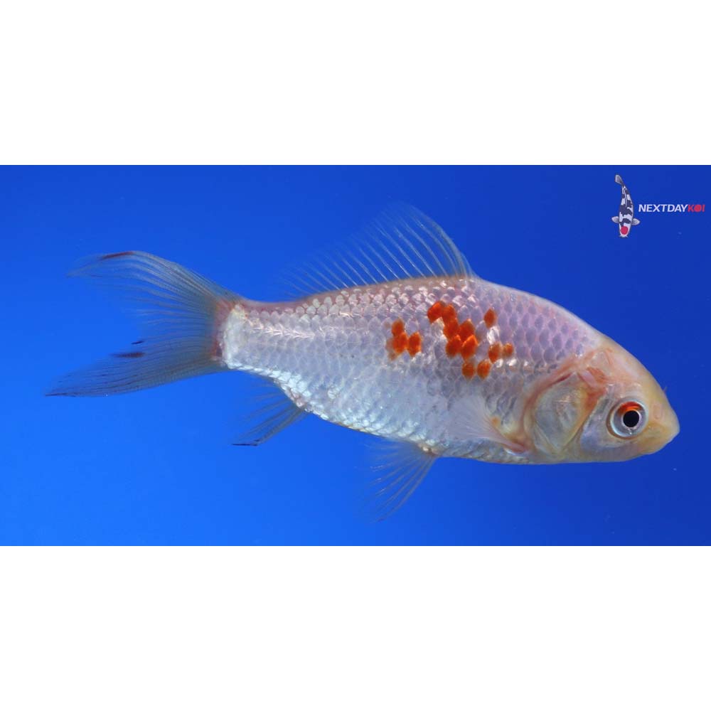 3.5” Imported Sarasa Comet