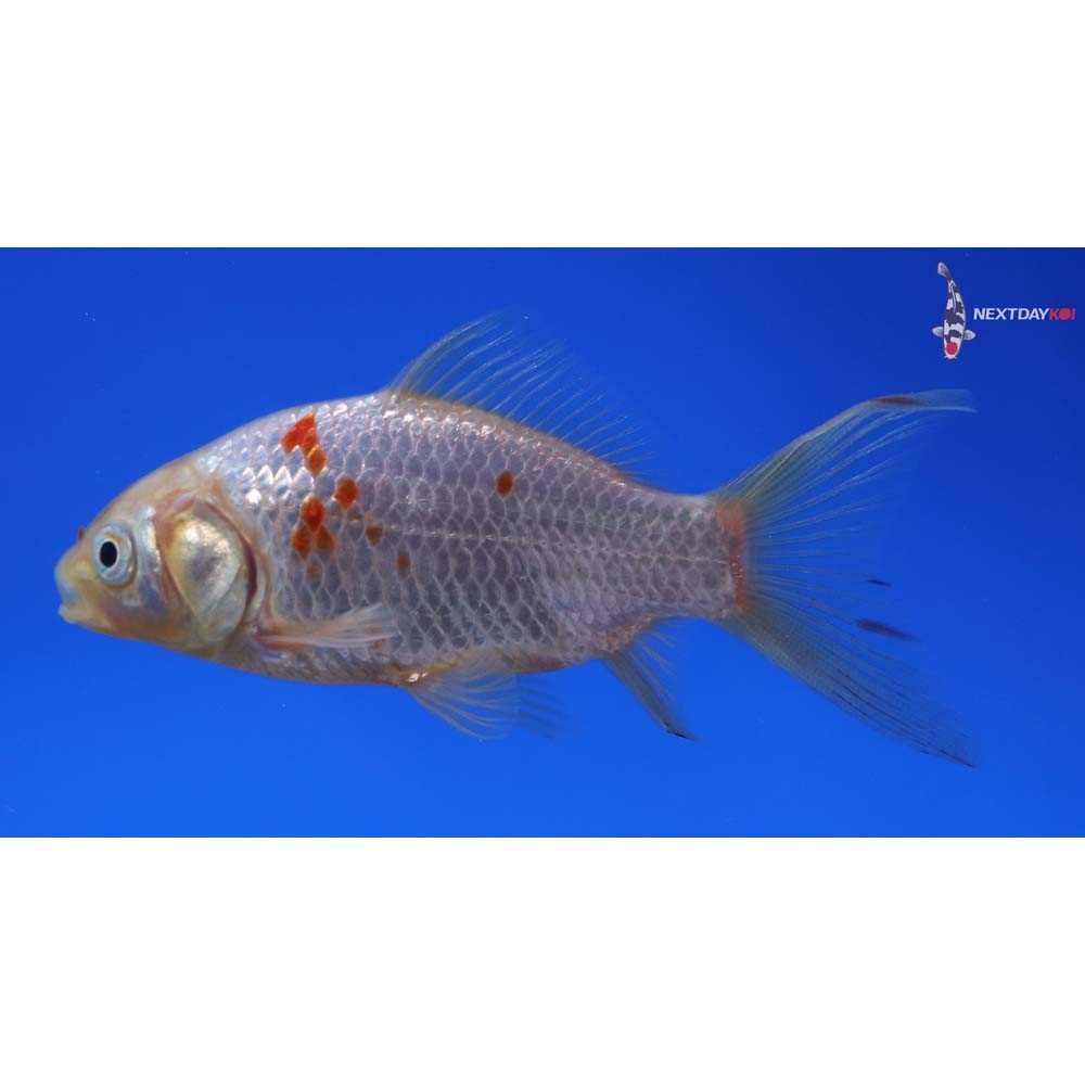 3.5” Imported Sarasa Comet
