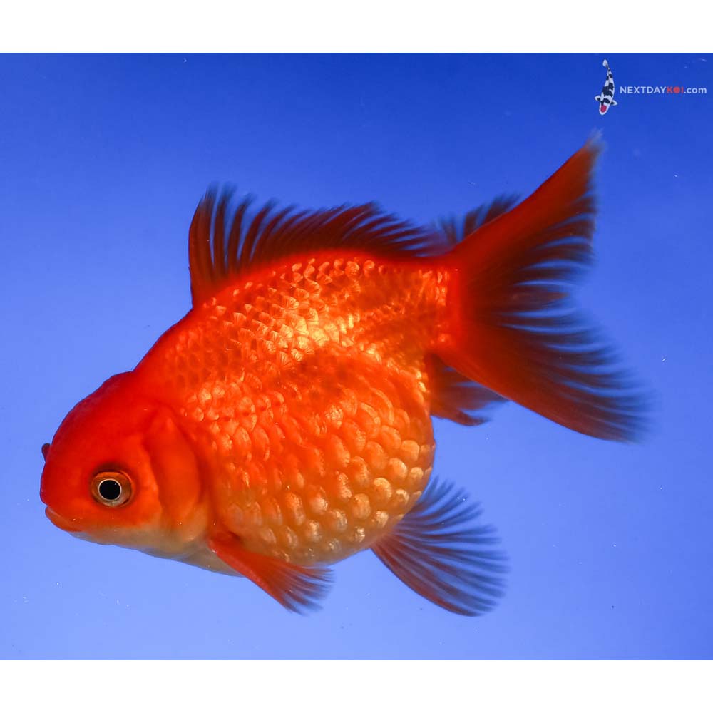 3.5” Imported Red Pearlscale