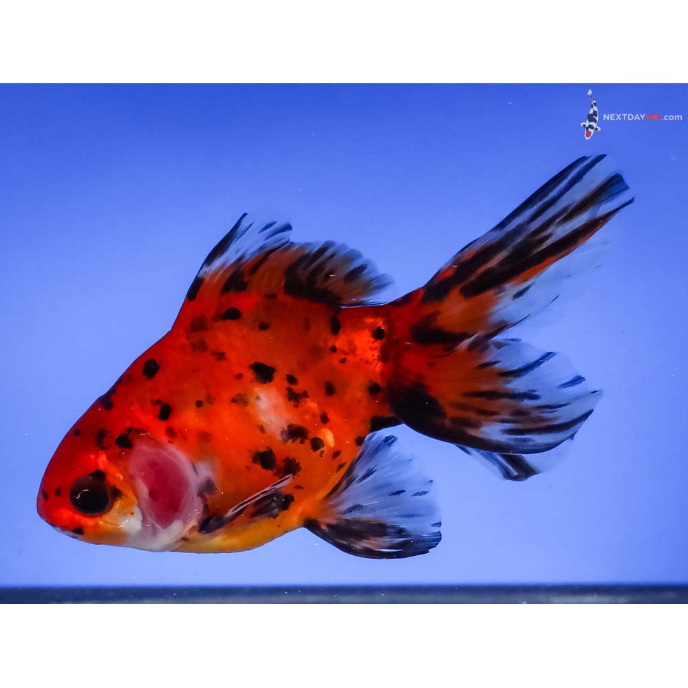 4.5” Imported Calico Fantail