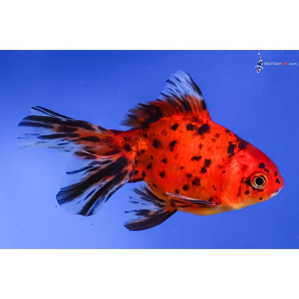 4.5” Imported Calico Fantail