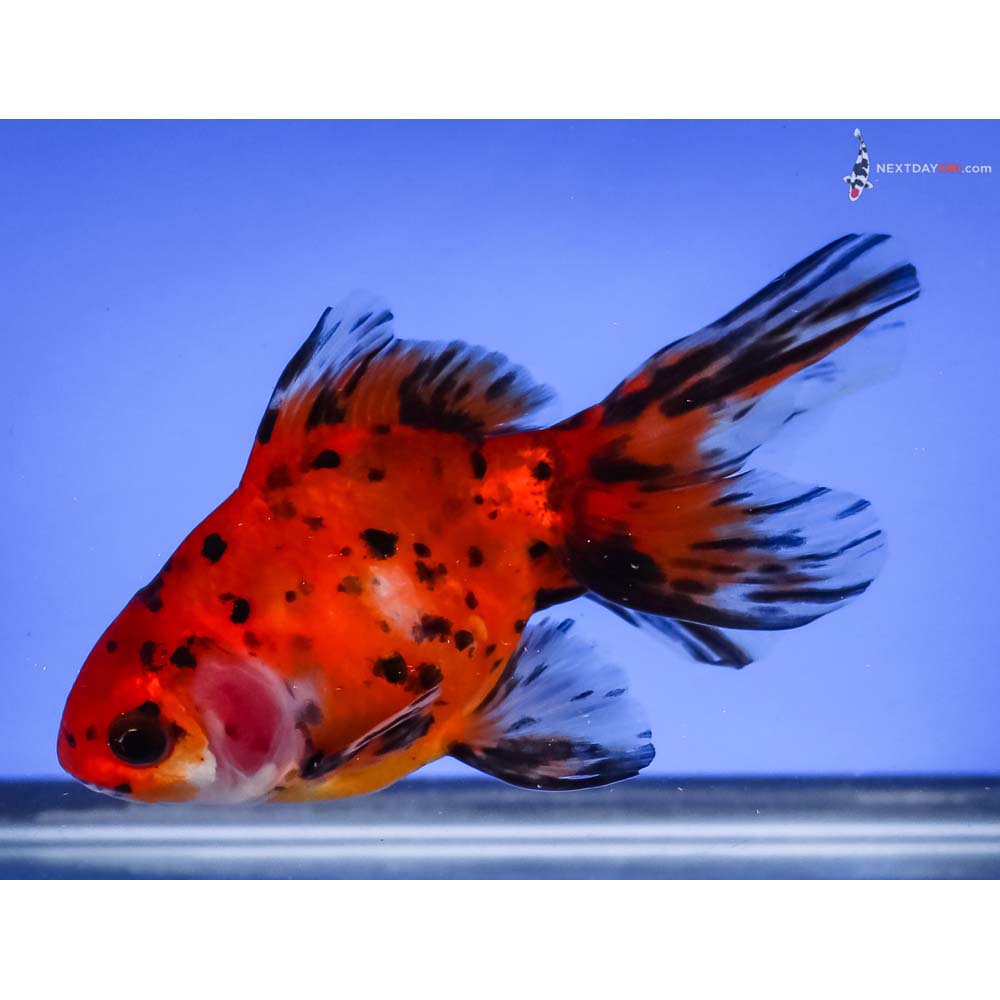 4.5” Imported Calico Fantail