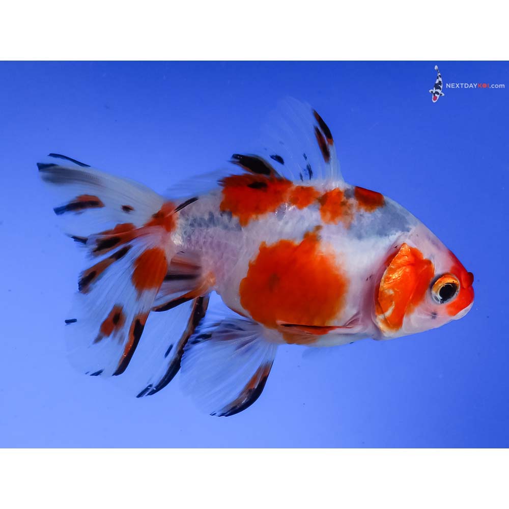 4” Imported Calico Fantail