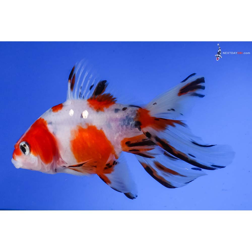 4” Imported Calico Fantail