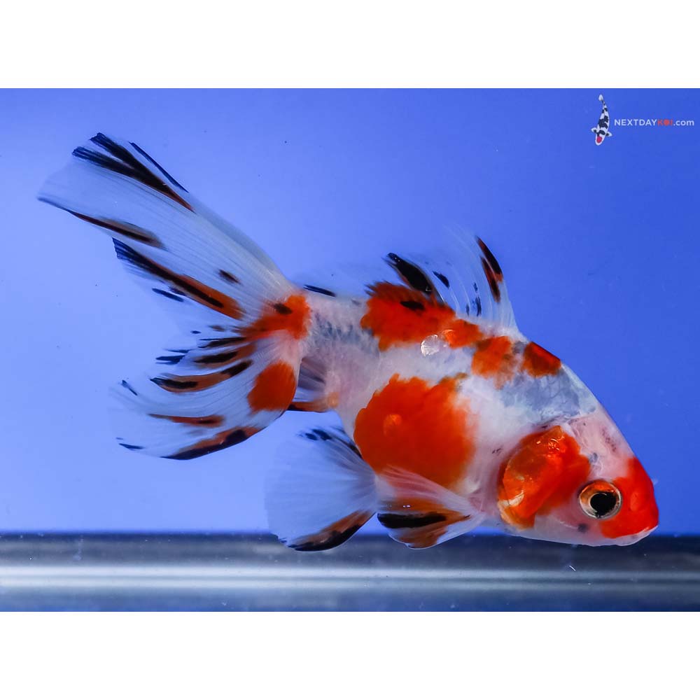 4” Imported Calico Fantail