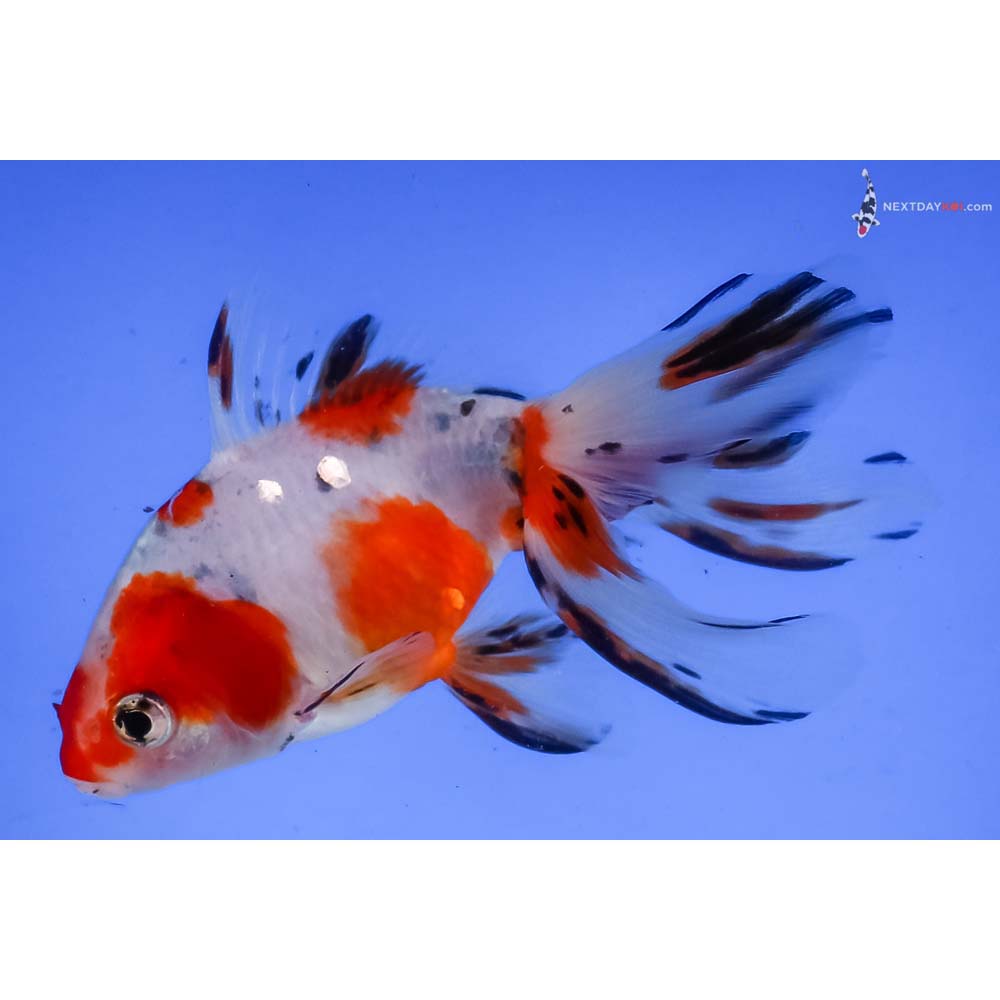 4” Imported Calico Fantail
