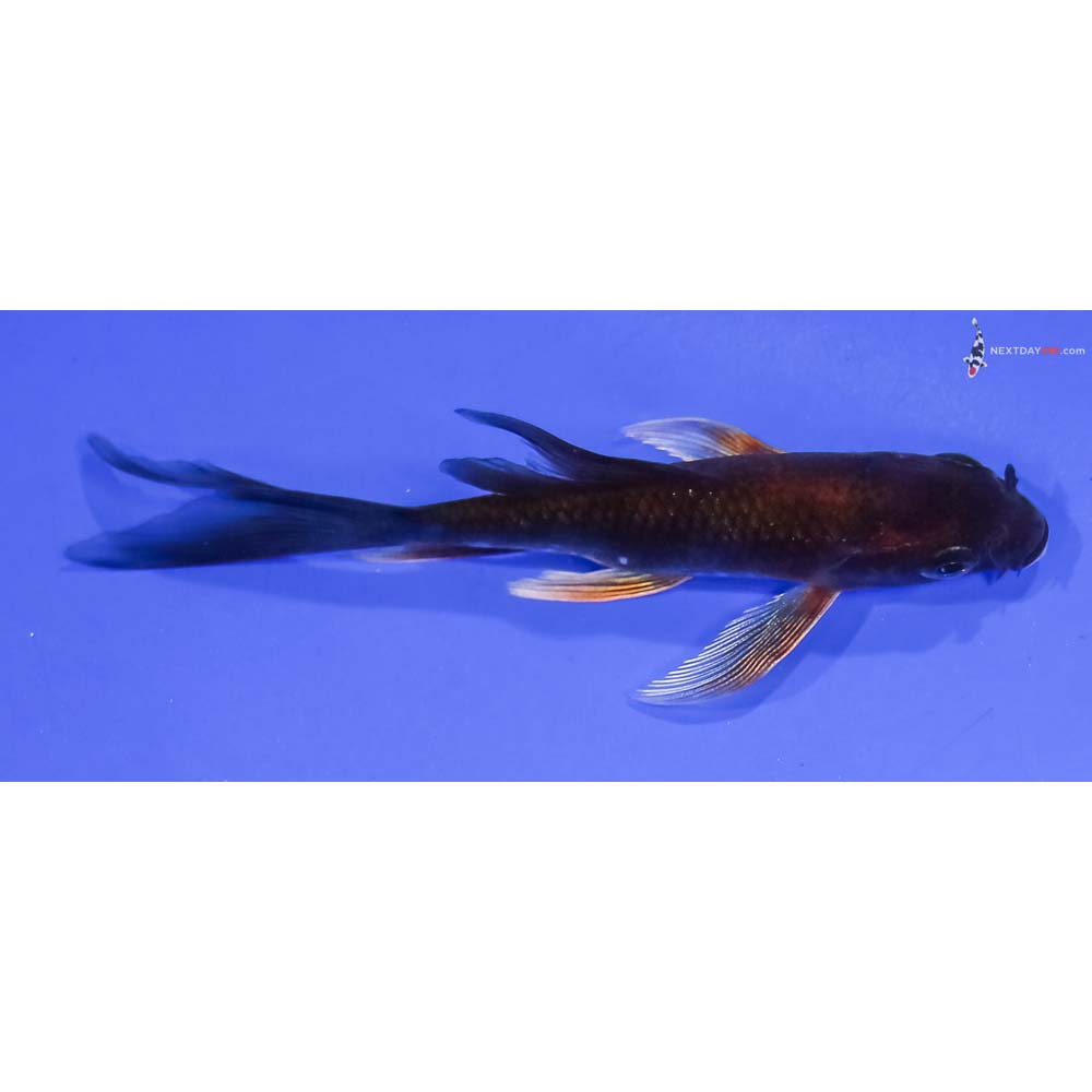 4” Imported Chagoi Butterfly Koi