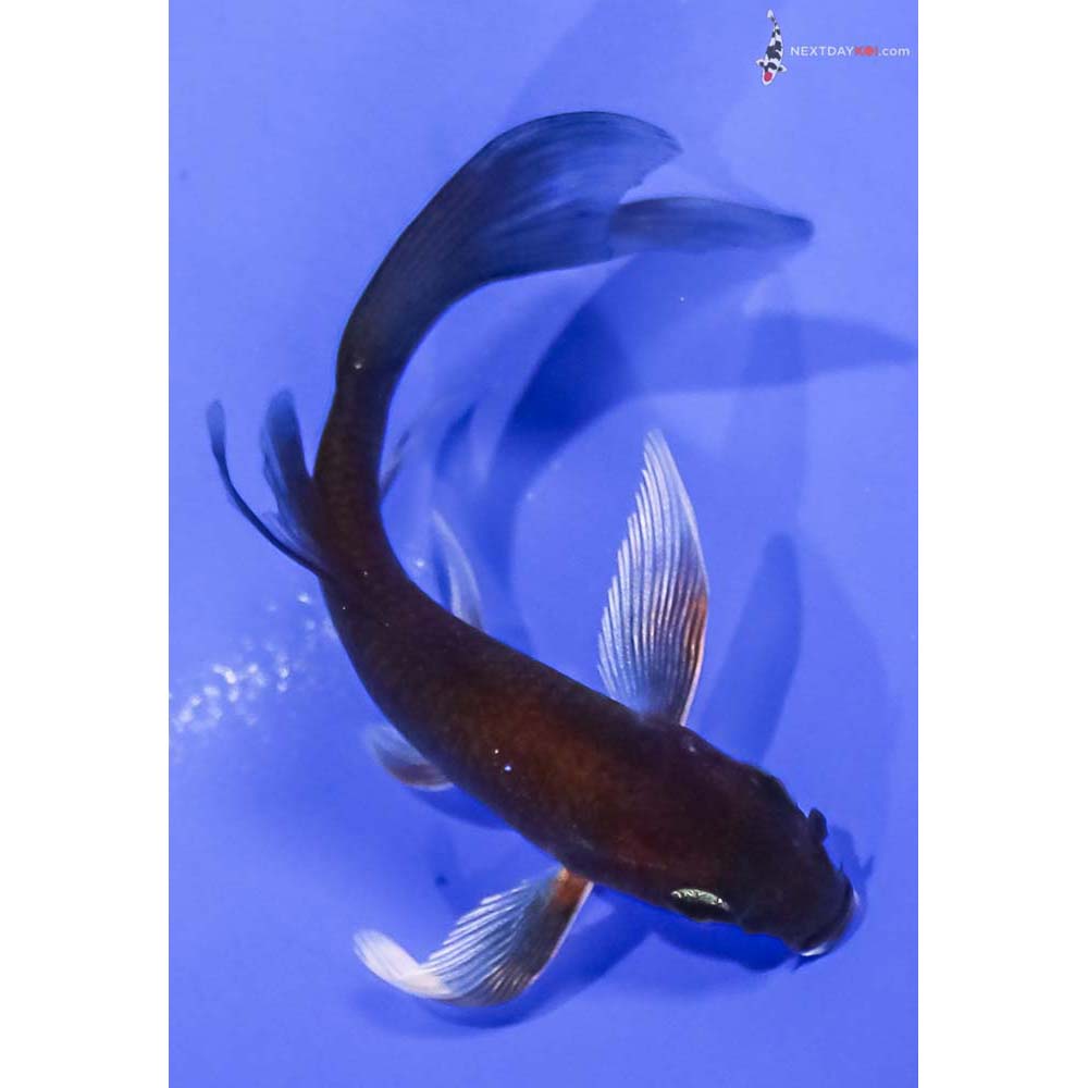 4” Imported Chagoi Butterfly Koi