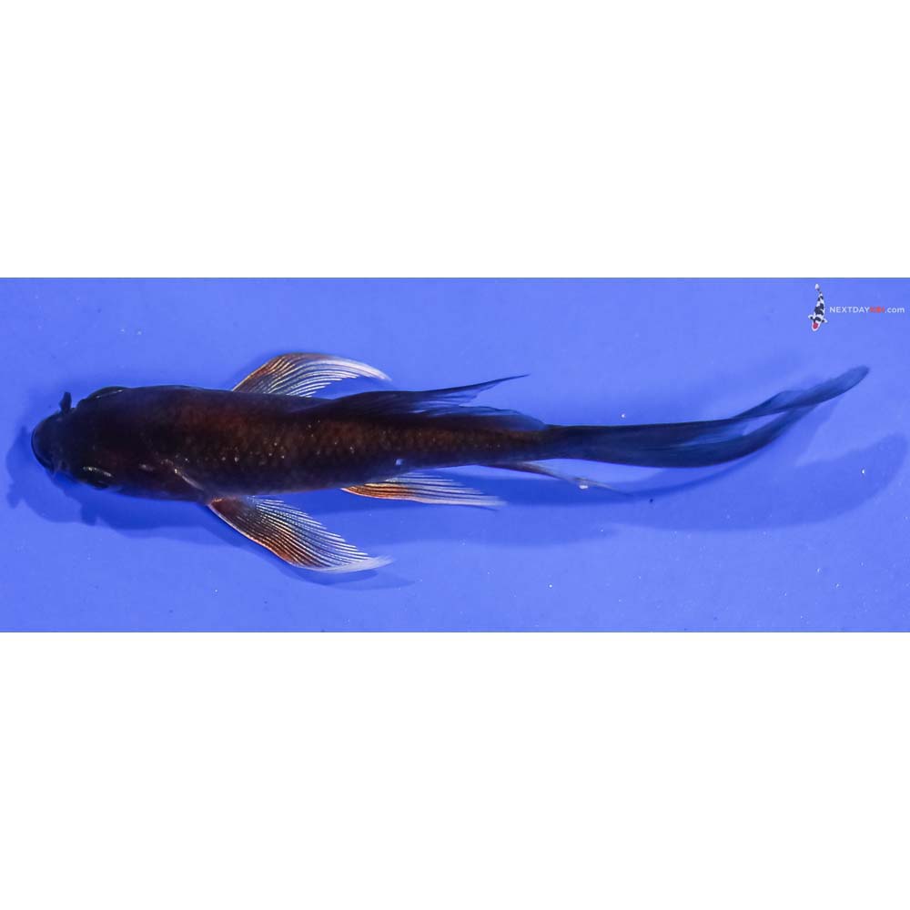 4” Imported Chagoi Butterfly Koi
