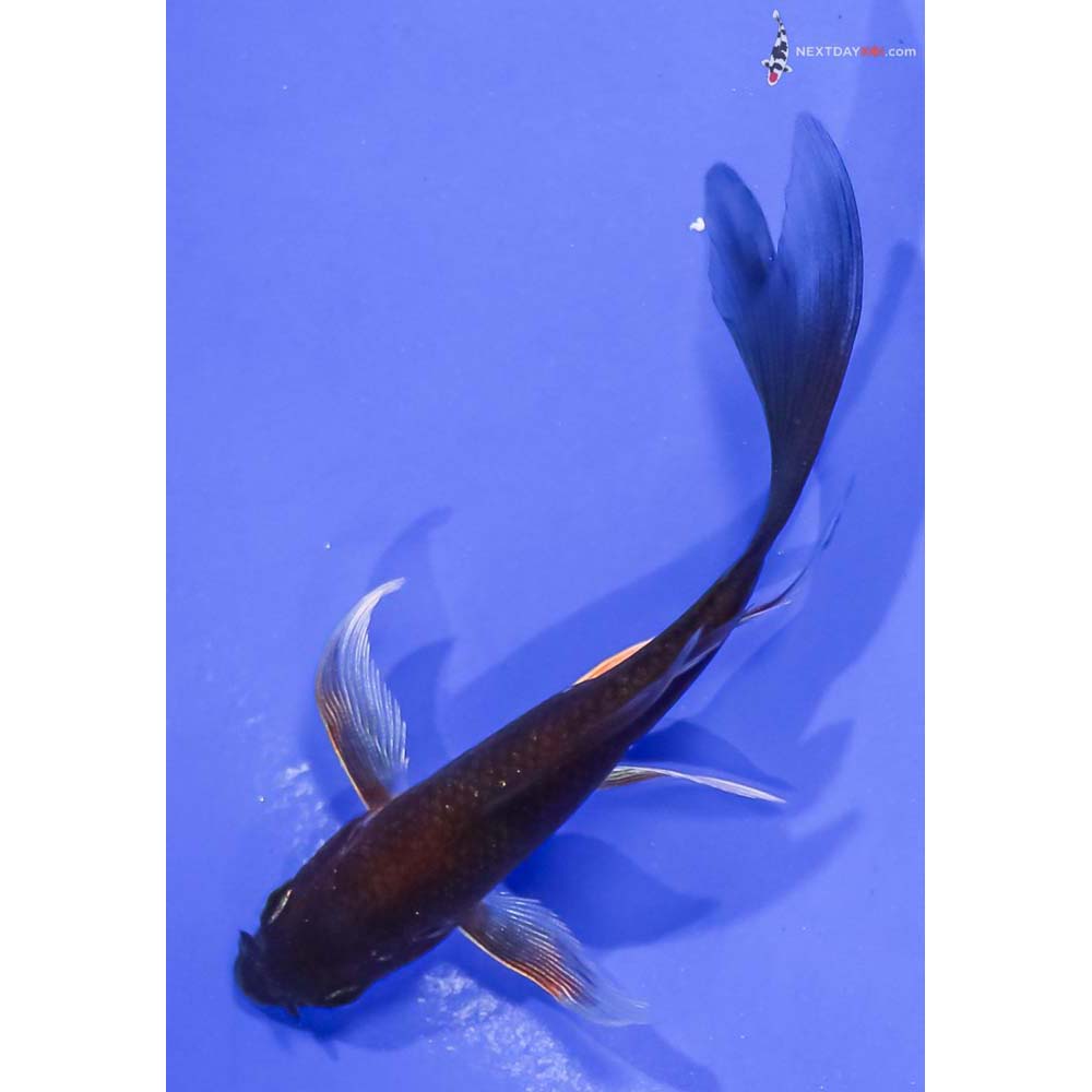 4” Imported Chagoi Butterfly Koi
