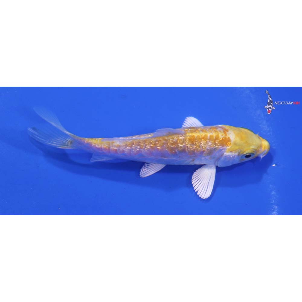 3.5” Imported Gin Rin Armor Scaled Lemon Hariwake