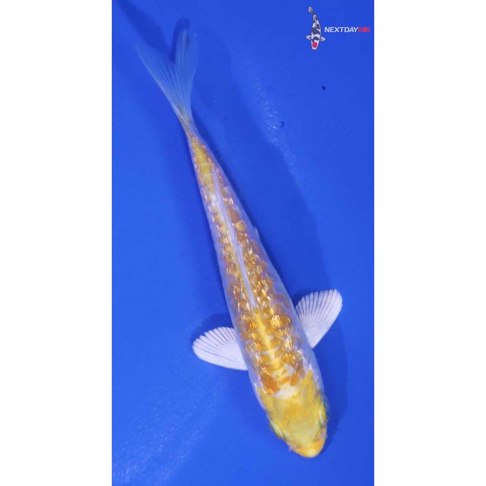 3.5” Imported Gin Rin Armor Scaled Lemon Hariwake