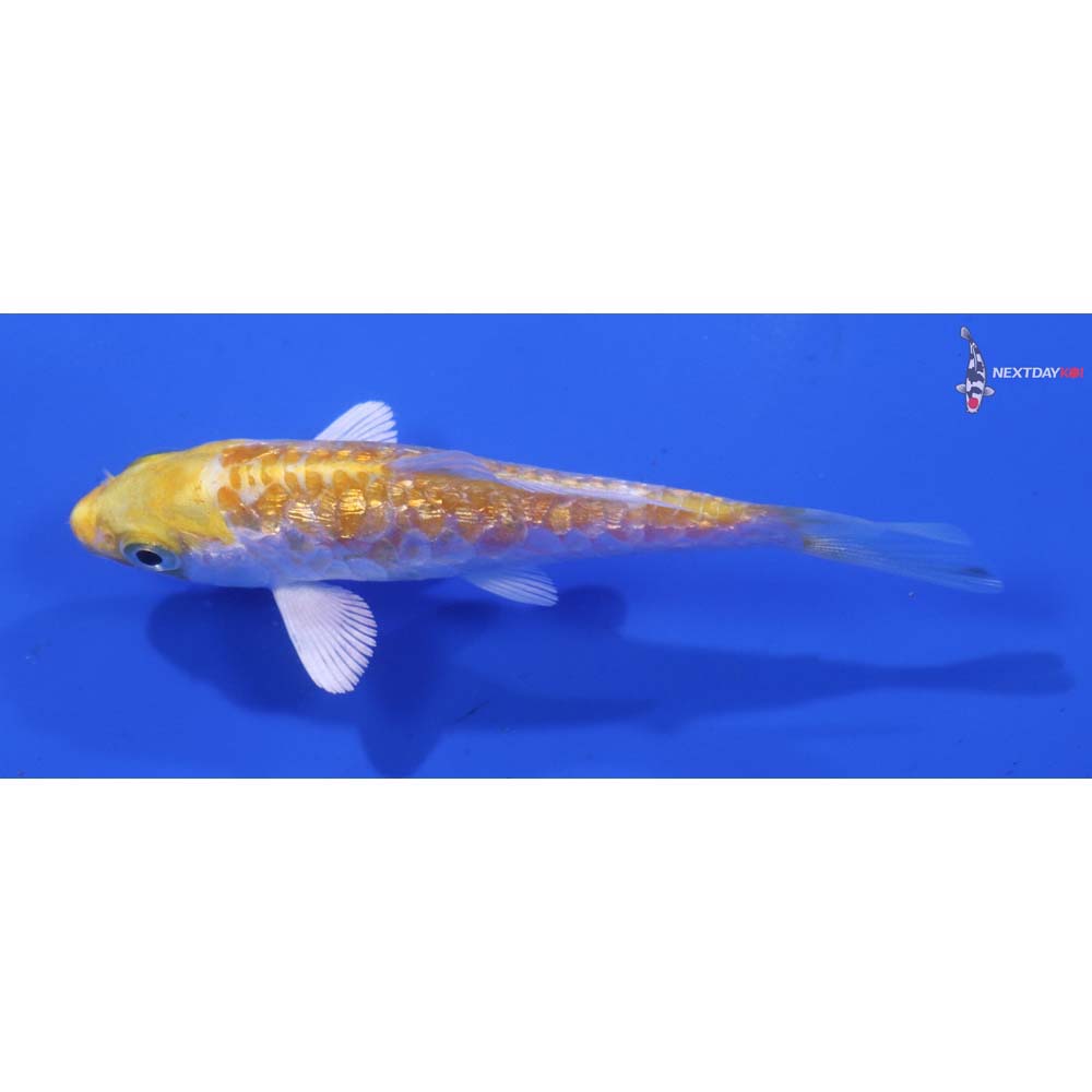 3.5” Imported Gin Rin Armor Scaled Lemon Hariwake