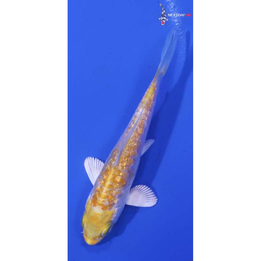 3.5” Imported Gin Rin Armor Scaled Lemon Hariwake