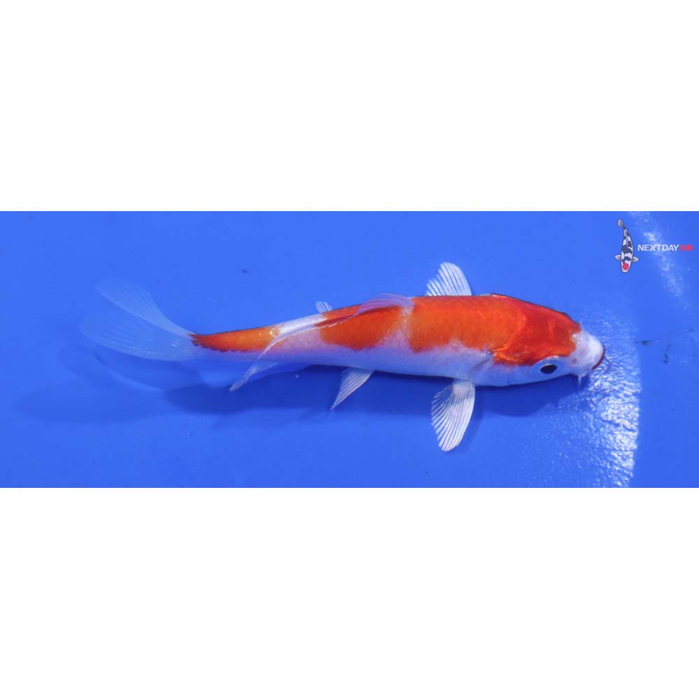 3.5” Imported Hariwake