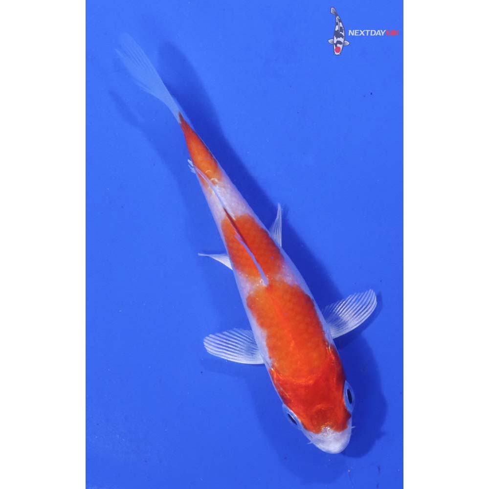 3.5” Imported Hariwake
