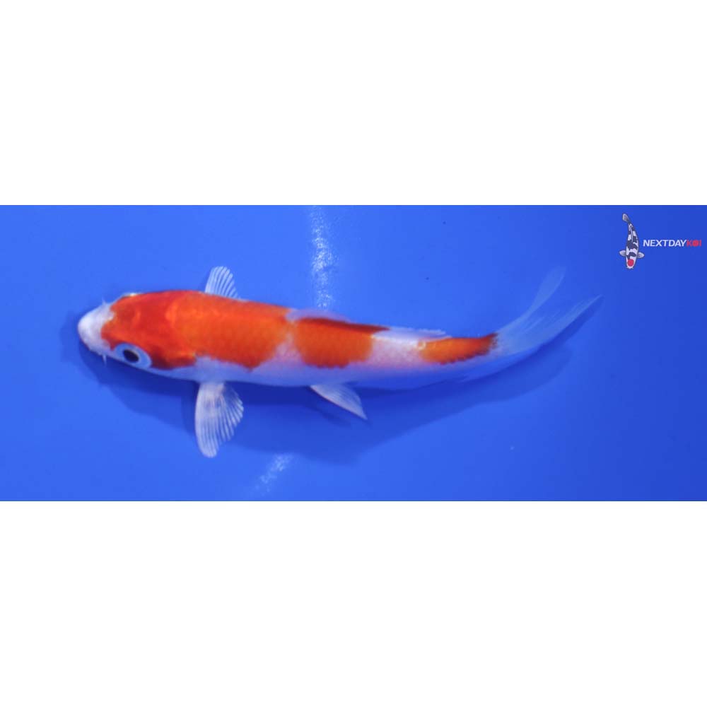 3.5” Imported Hariwake