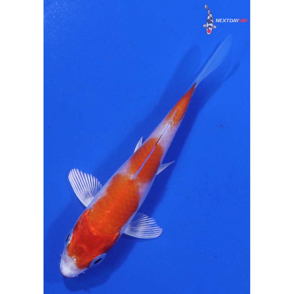 3.5” Imported Hariwake