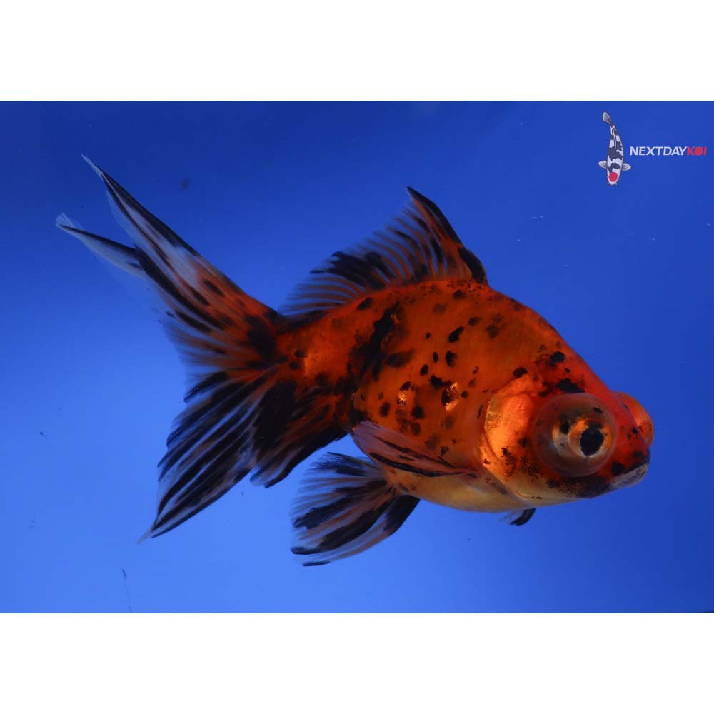5” Imported Calico Butterfly Tail