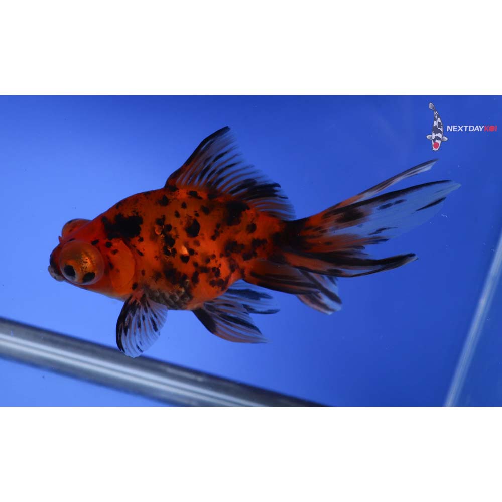 5” Imported Calico Butterfly Tail