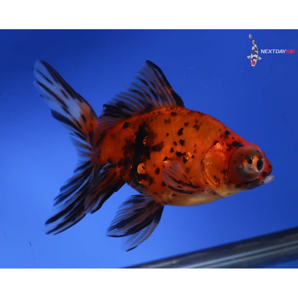 5” Imported Calico Butterfly Tail