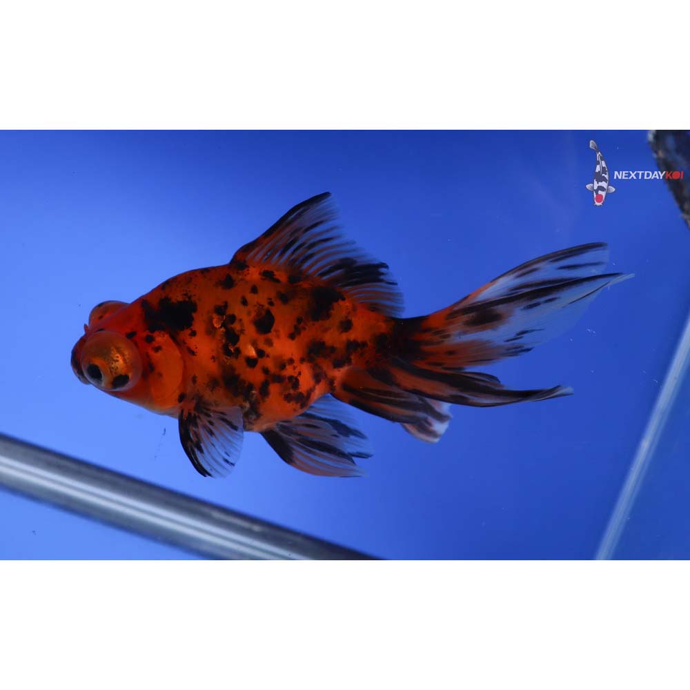 5” Imported Calico Butterfly Tail