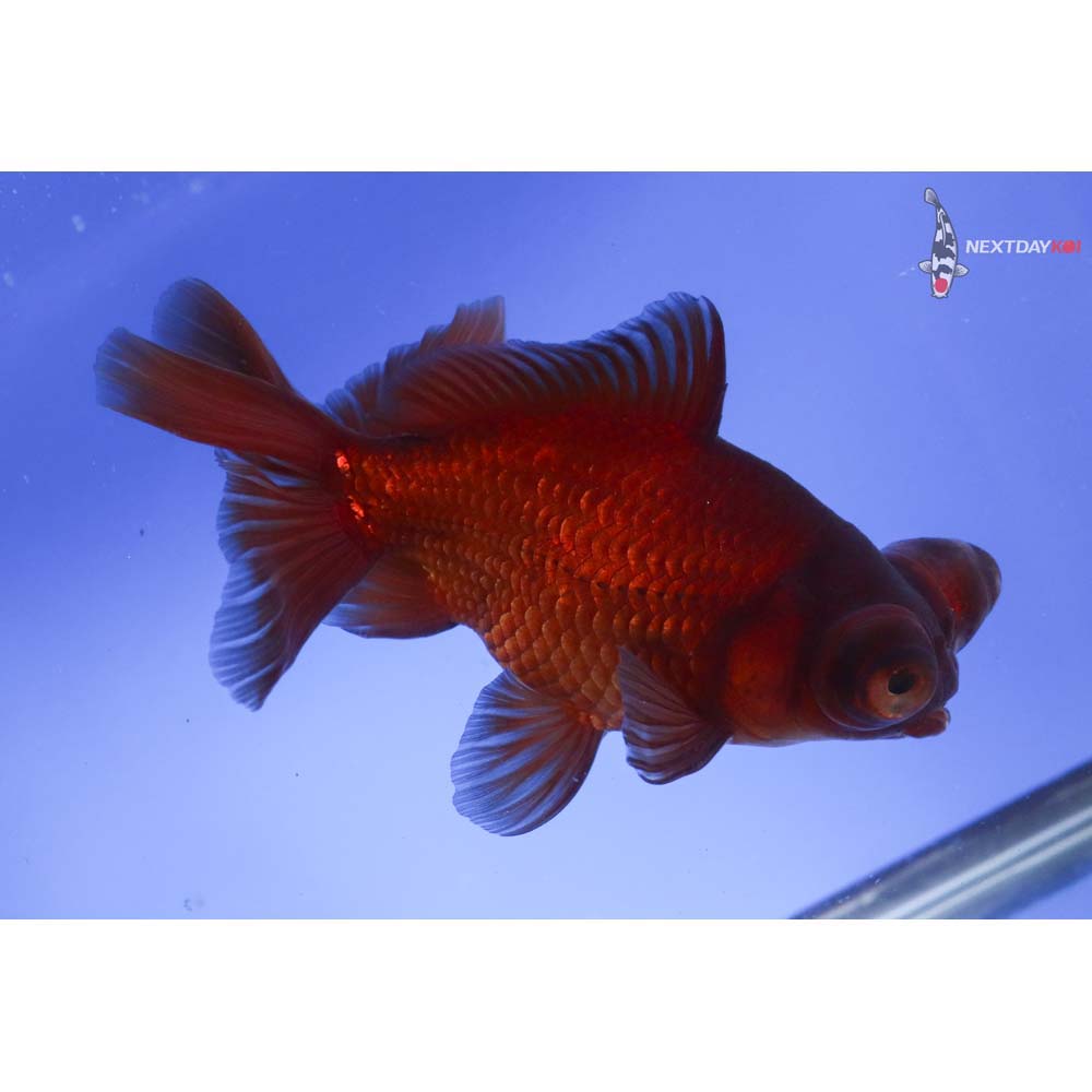 5” Imported Chocolate Butterfly Tail