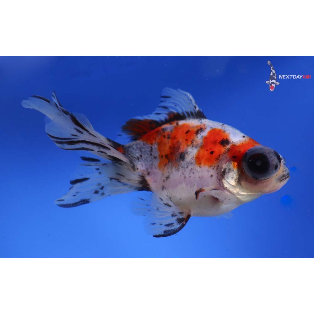 5.5” Imported Calico Butterfly Tail