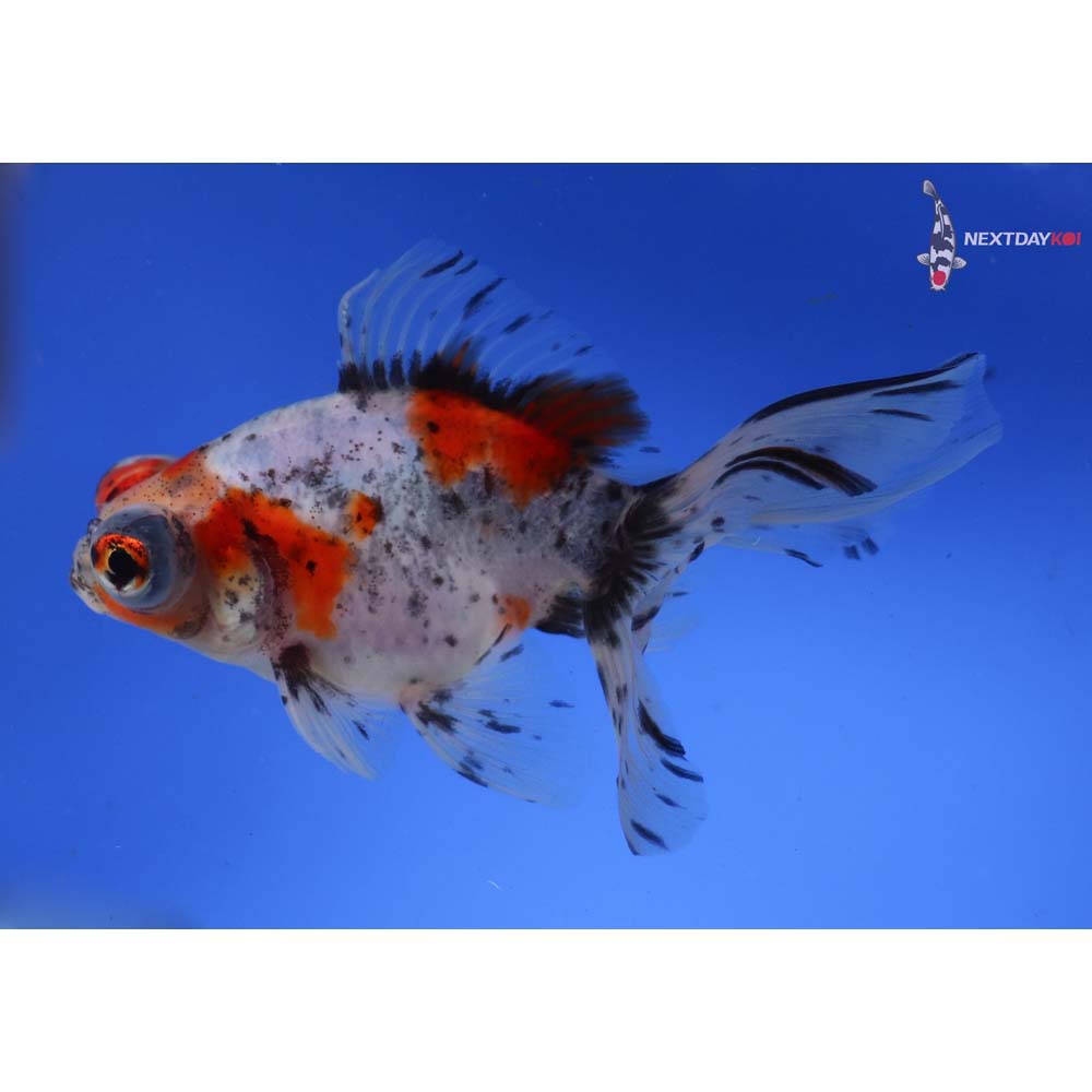 5.5” Imported Calico Butterfly Tail