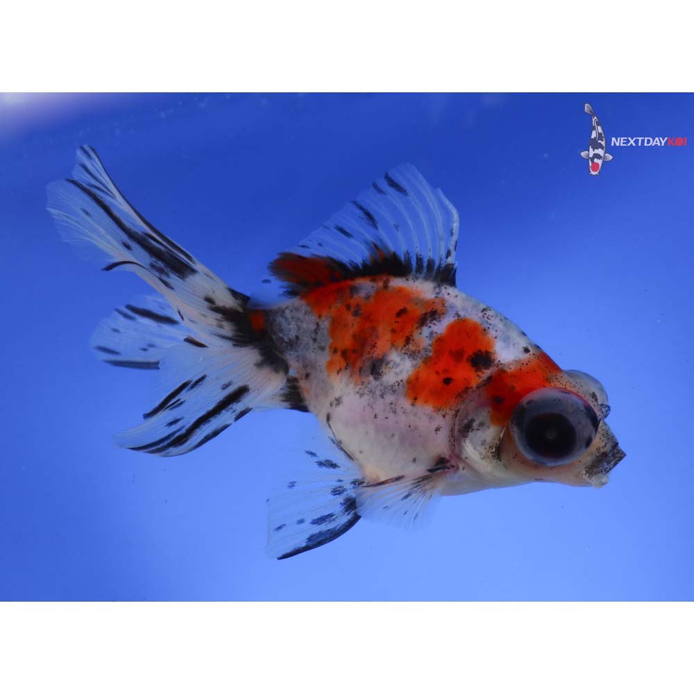 5.5” Imported Calico Butterfly Tail