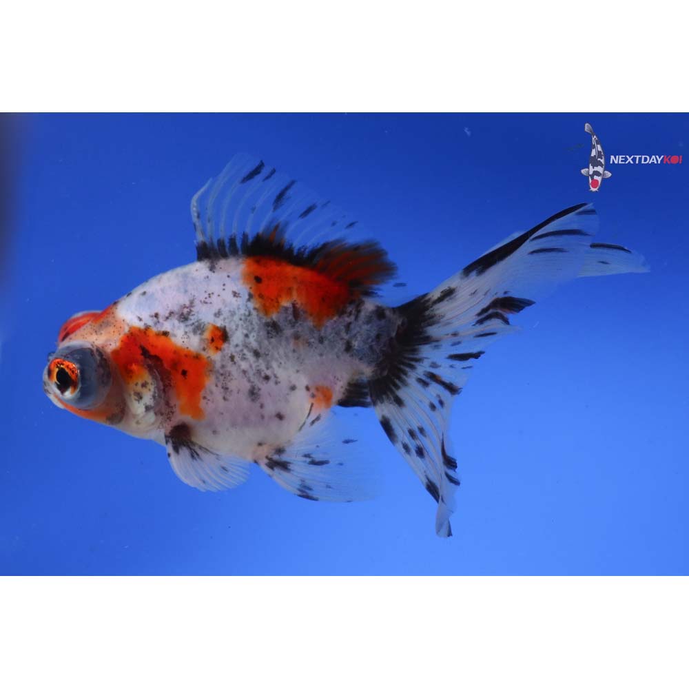 5.5” Imported Calico Butterfly Tail