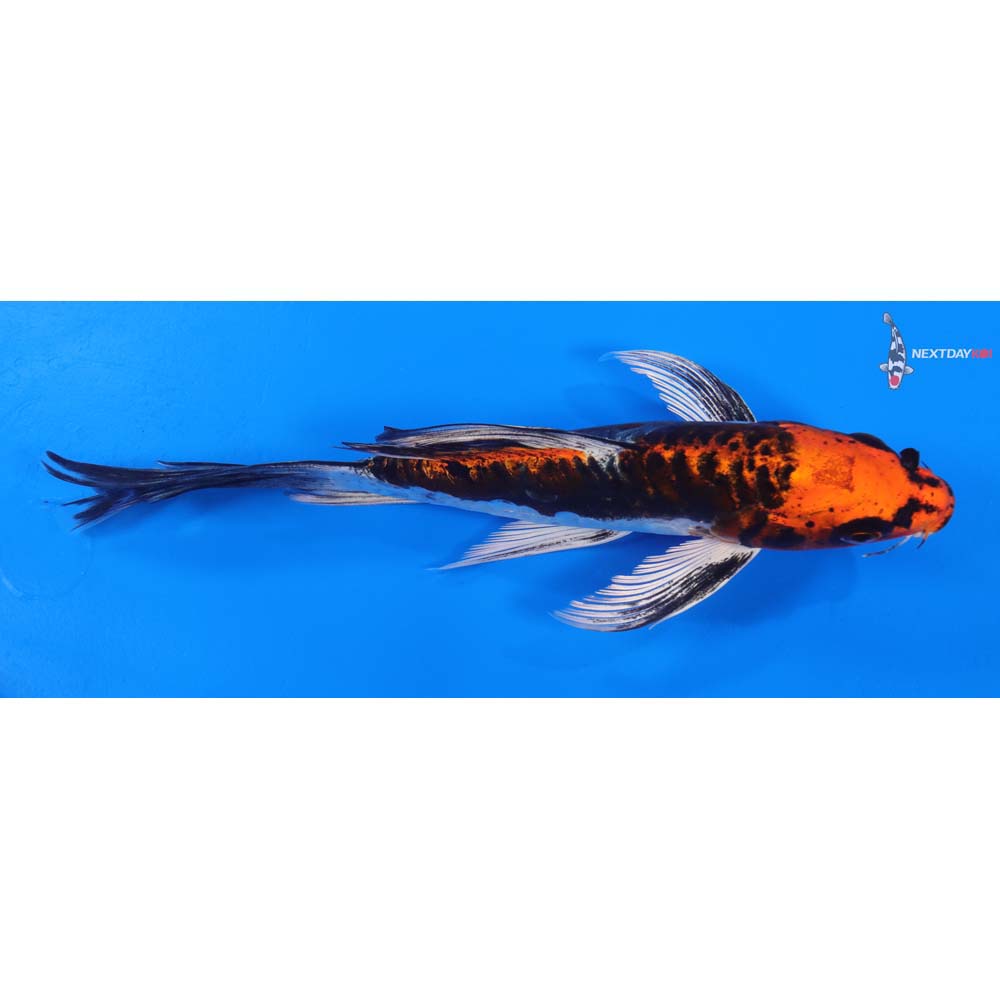 8” Imported Kin Kikokuryu Butterfly Koi