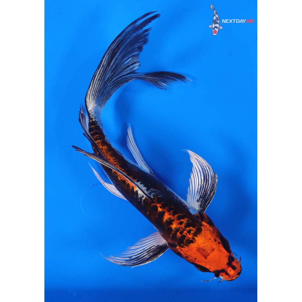 8” Imported Kin Kikokuryu Butterfly Koi