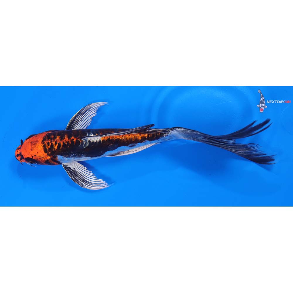 8” Imported Kin Kikokuryu Butterfly Koi