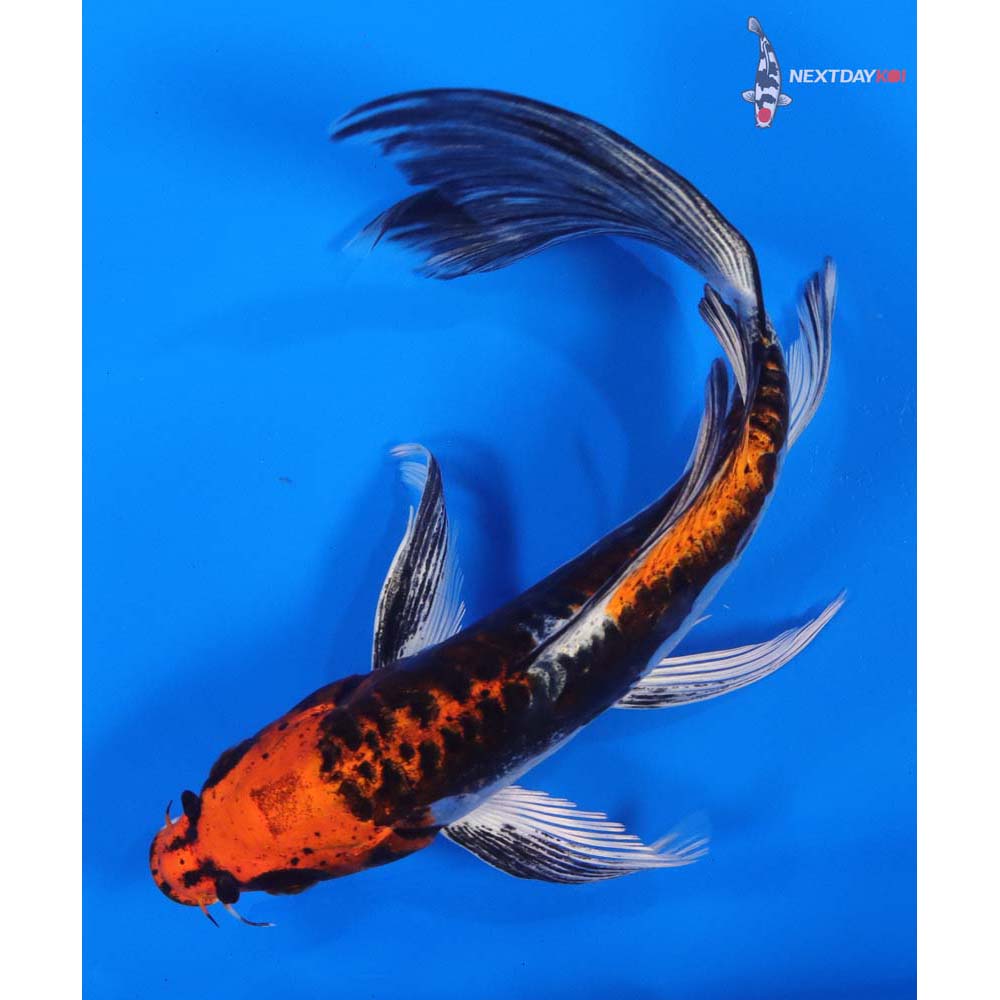 8” Imported Kin Kikokuryu Butterfly Koi