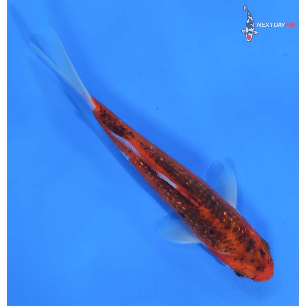 7” Imported Gin Rin Goromo
