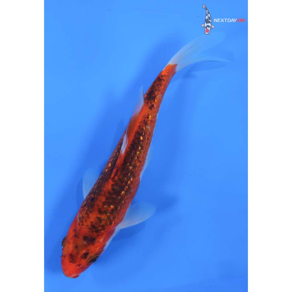7” Imported Gin Rin Goromo