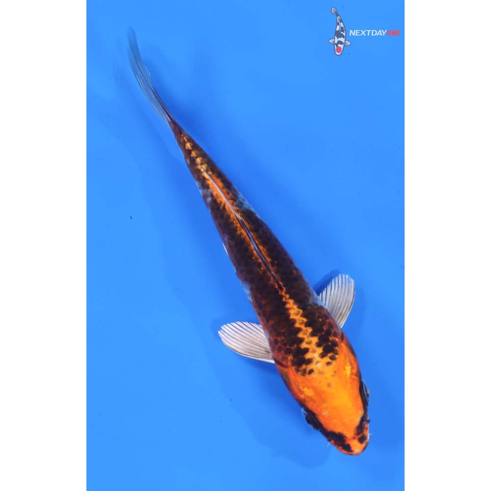 7” Imported Kujaku