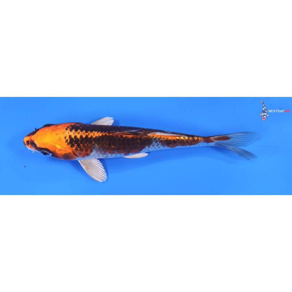 7” Imported Kujaku