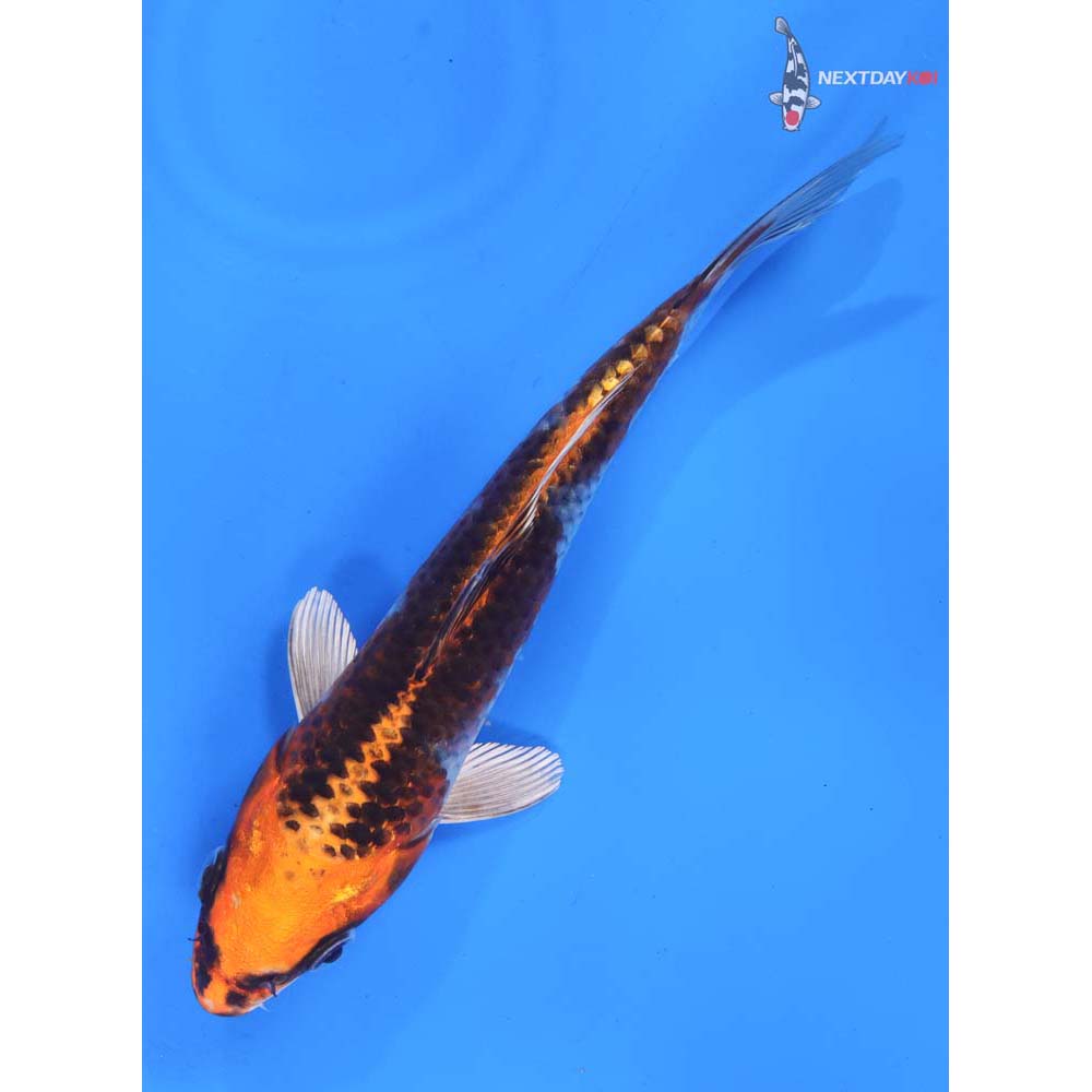 7” Imported Kujaku