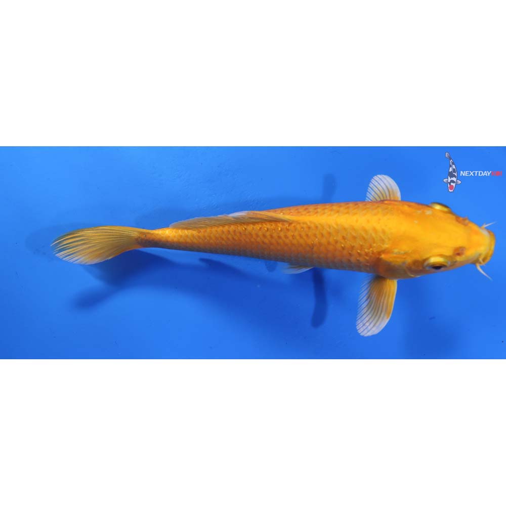 7.5” Imported Yamabuki Ogon