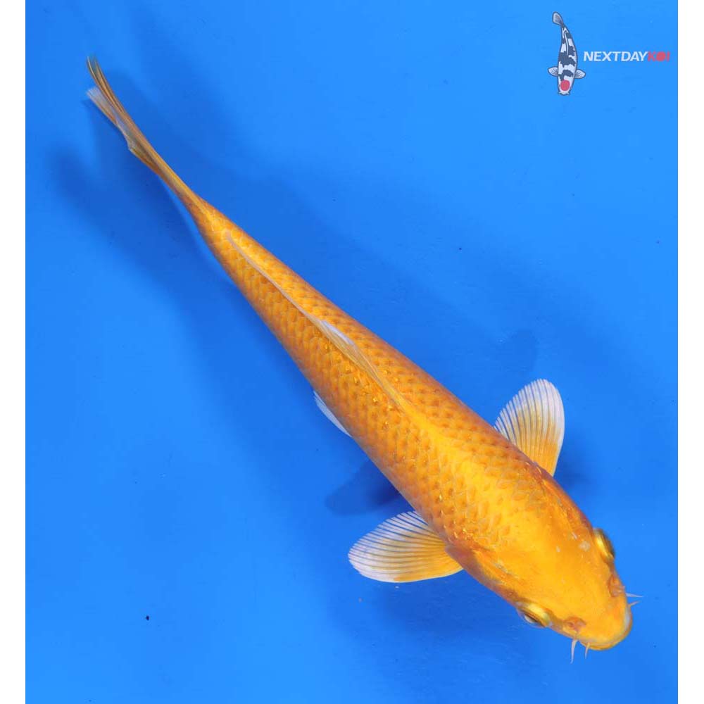 7.5” Imported Yamabuki Ogon