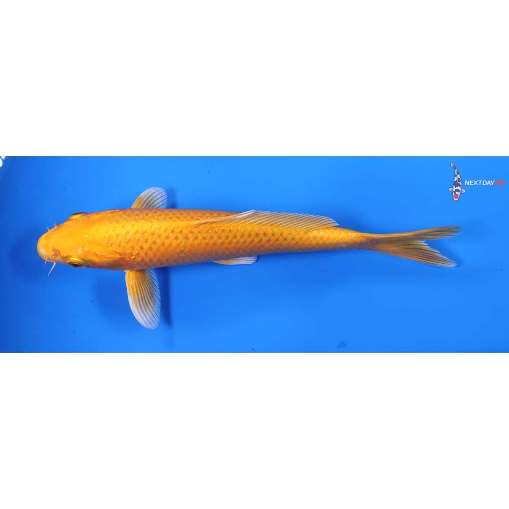 7.5” Imported Yamabuki Ogon