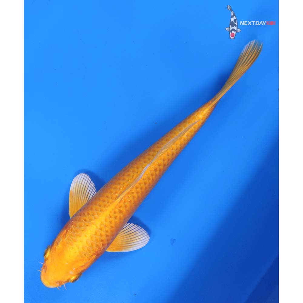 7.5” Imported Yamabuki Ogon