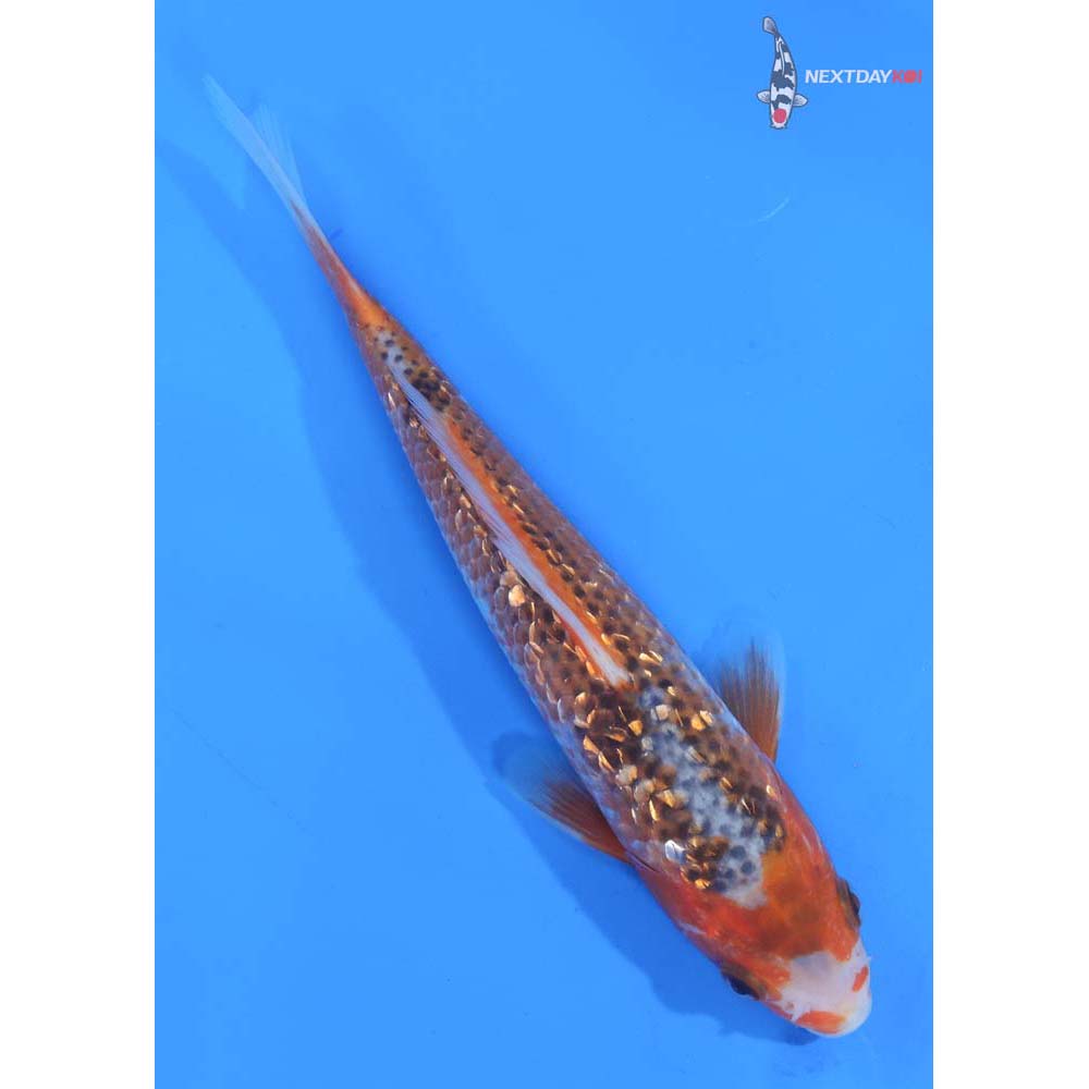 7.5” Imported Gin Rin Asagi