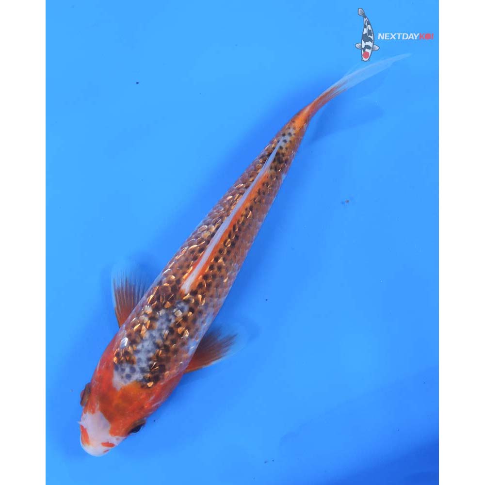 7.5” Imported Gin Rin Asagi